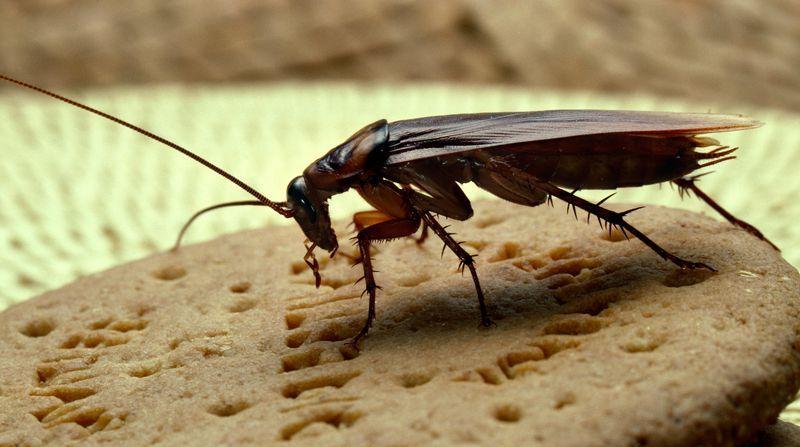 Stored Product Pests ... keep em out